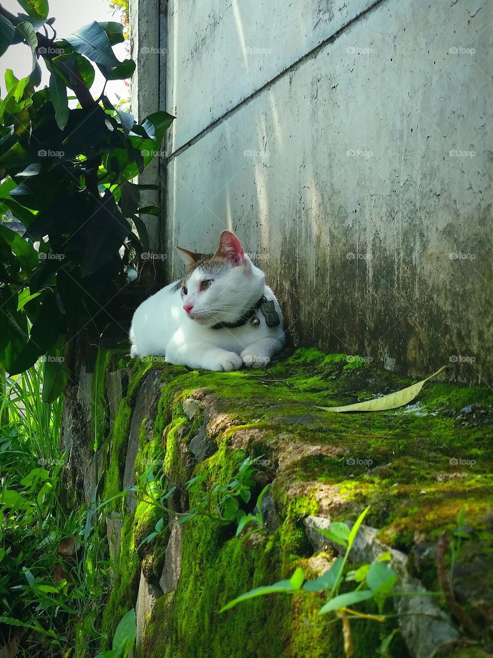 Cat laying down at concrete mosses stones with sunlight enters through from the trees gap