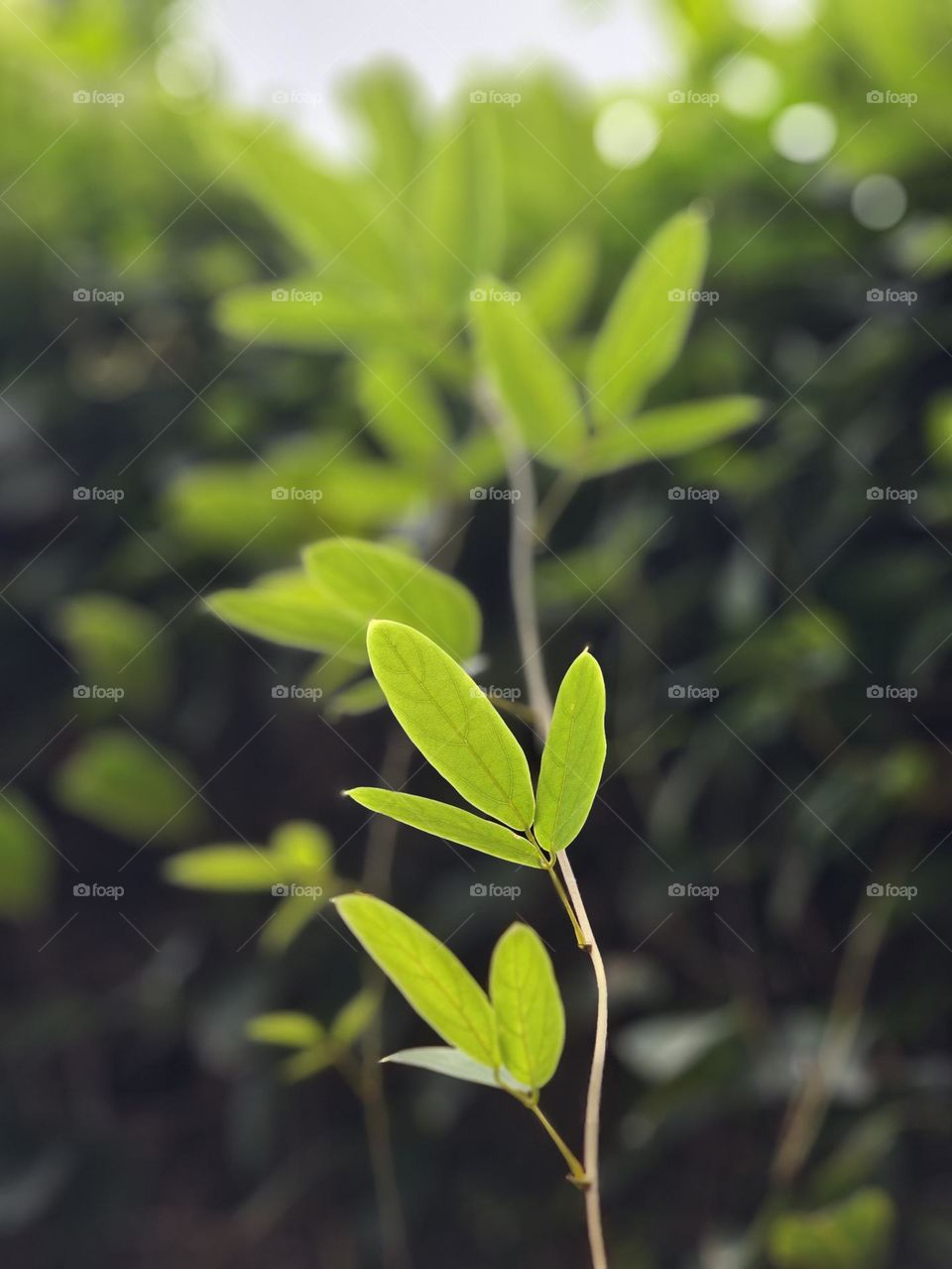 Leaves