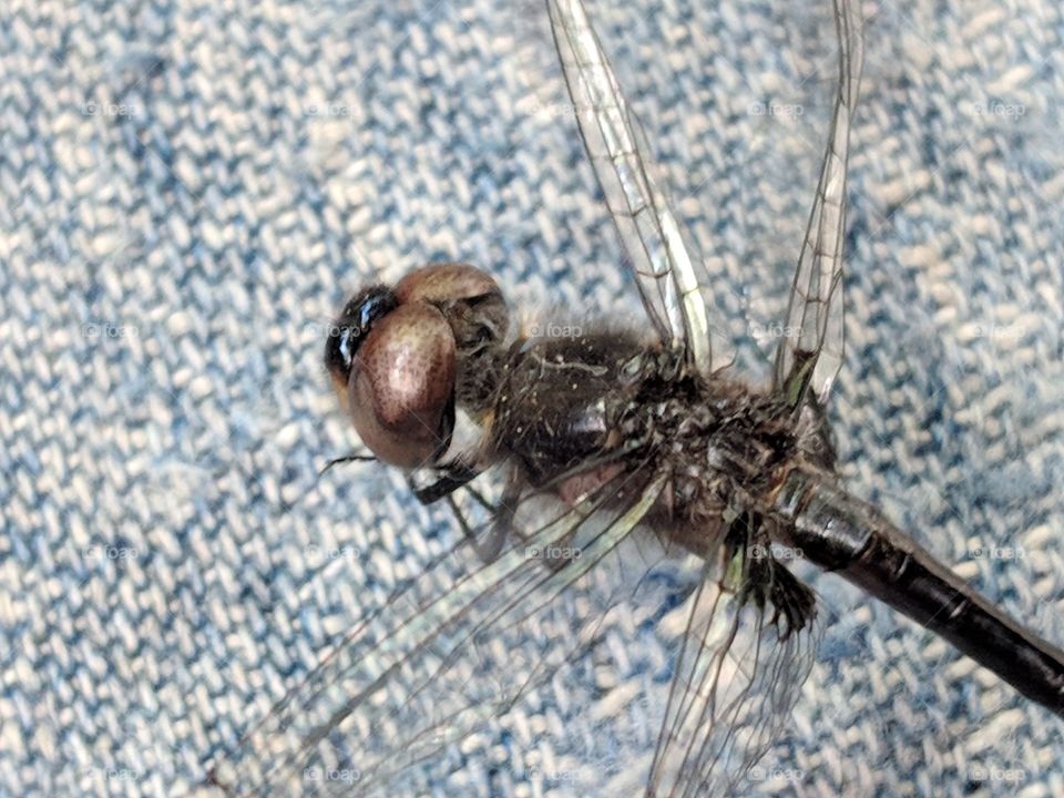 dragonfly on denim