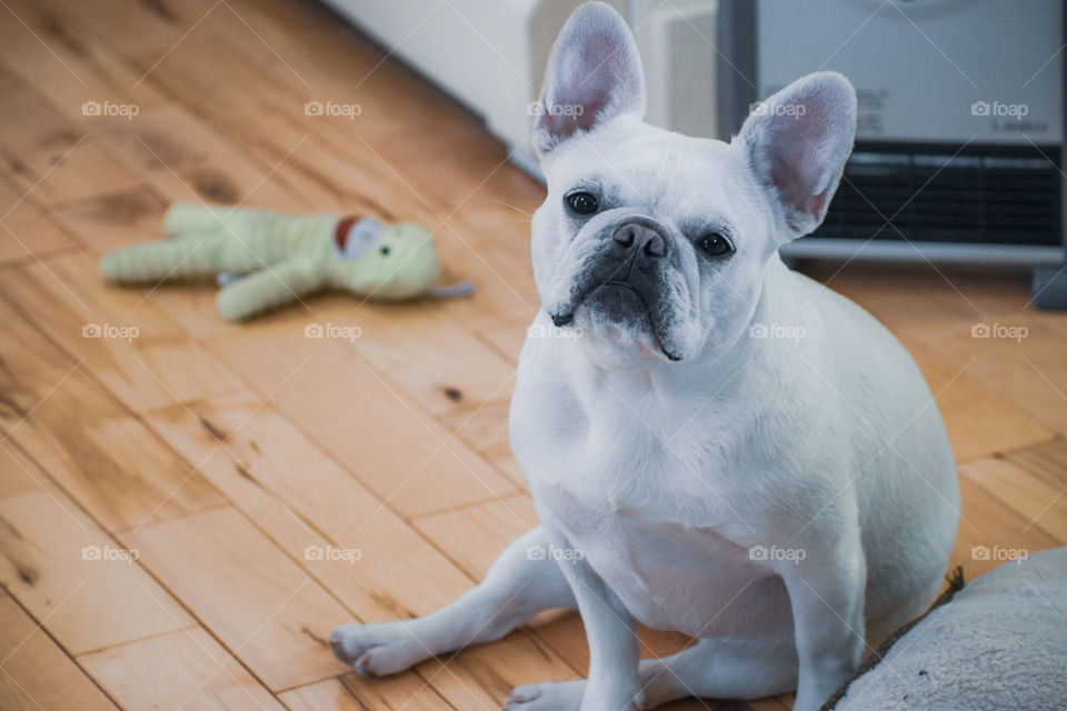 Our baby, french bulldog, named Oyster. This is her face when she’s not in the mood and wants more treats! Such a cutie!
