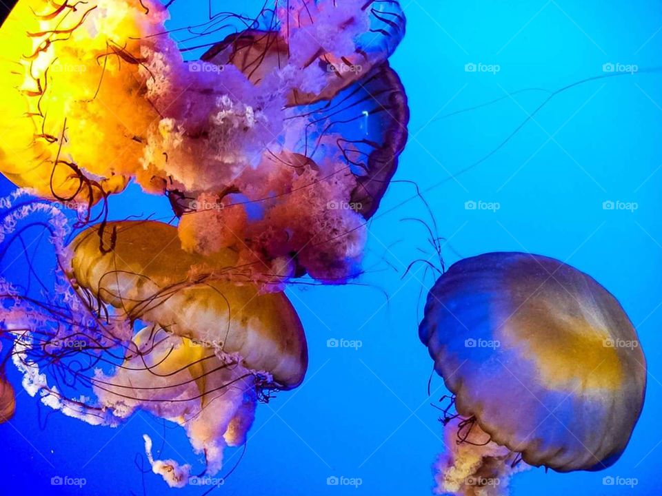 Jellyfish
