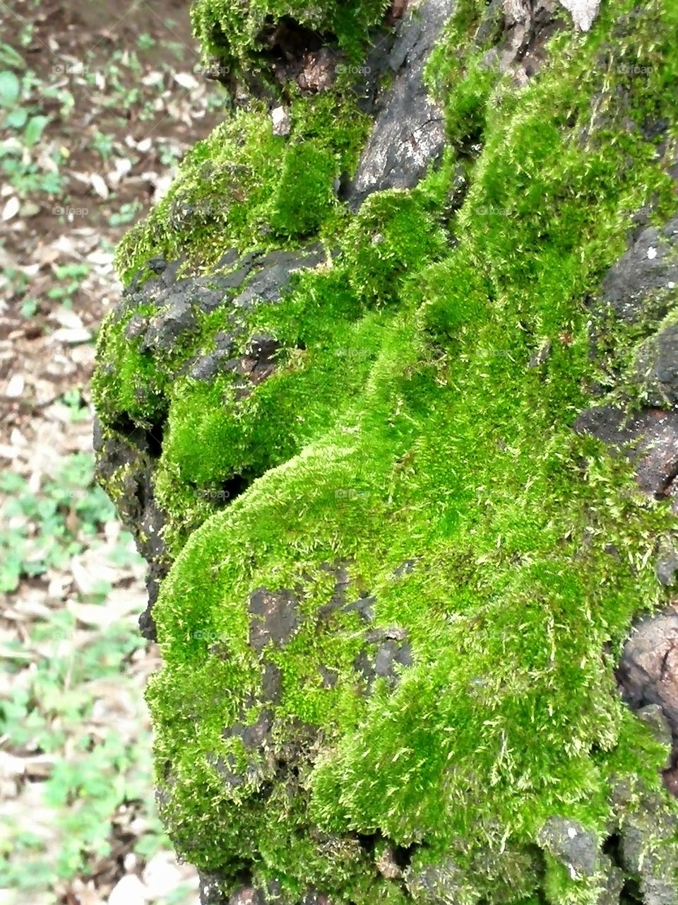 Moss covered wood trunk
