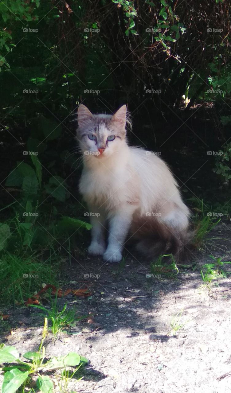 Be authentic cat astrophy