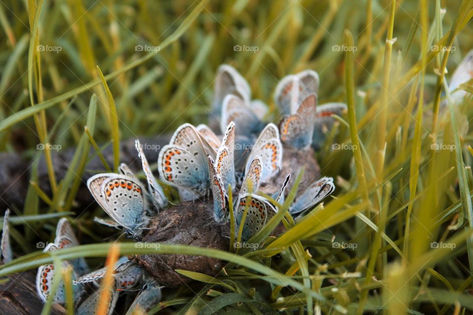 Blue moth butterflies