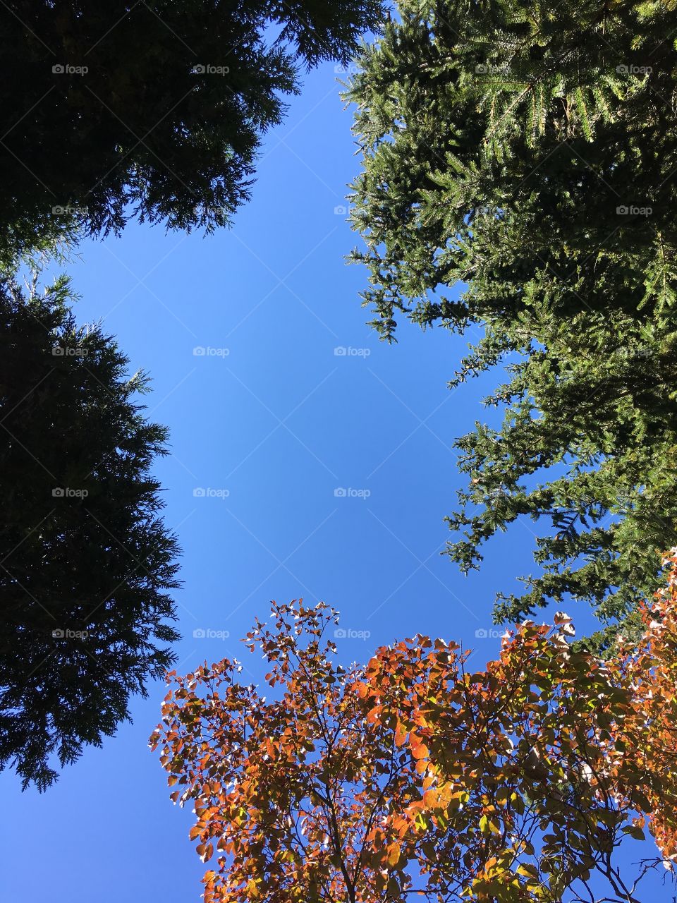 Looking up at the blue October sky