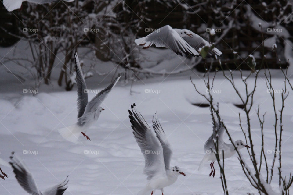 SEAGULLS IN THE SNOW