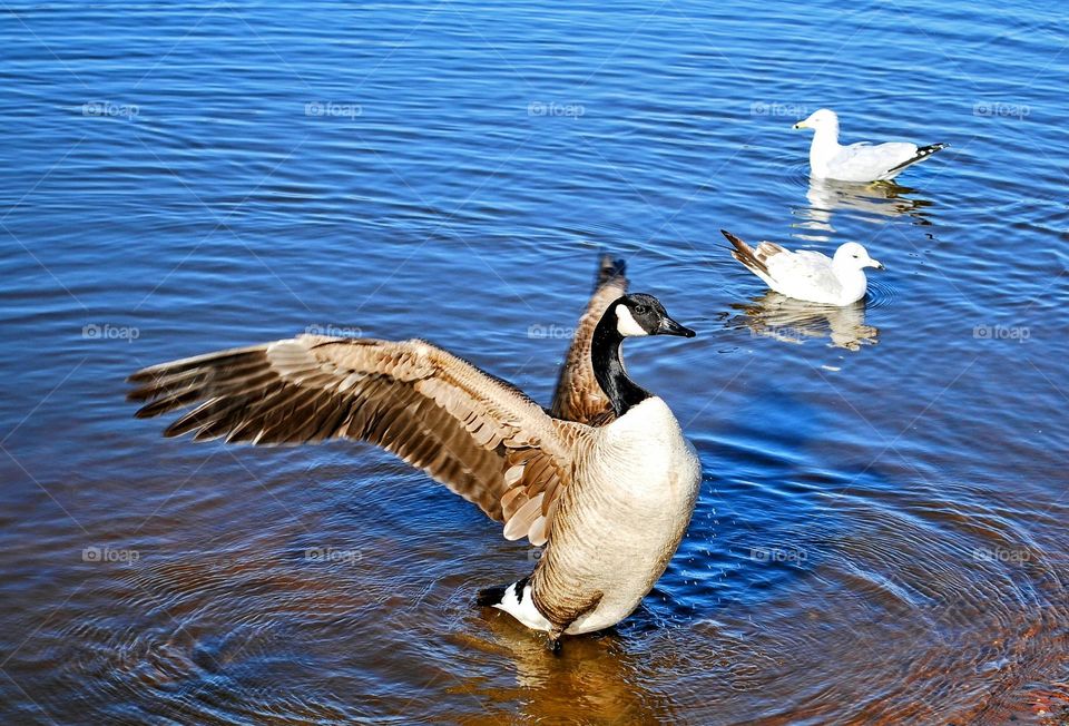 Geese