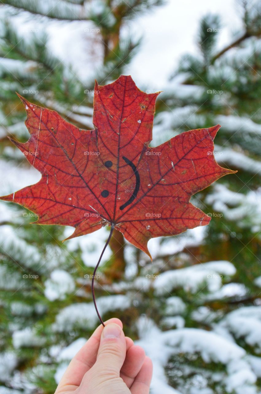 Maple leaves at winter