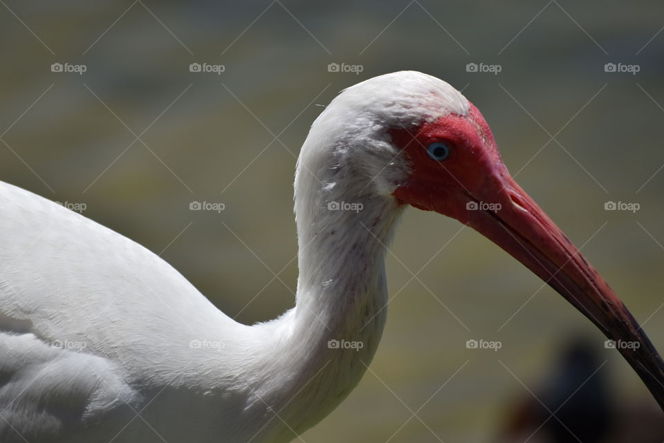 Ibis close up