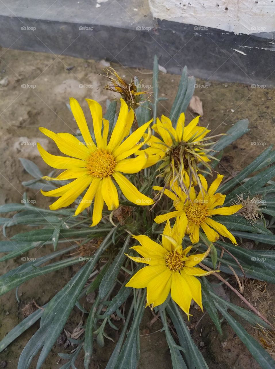 sunflower yellow fresh seasonal looking very beautiful generally found everywhere