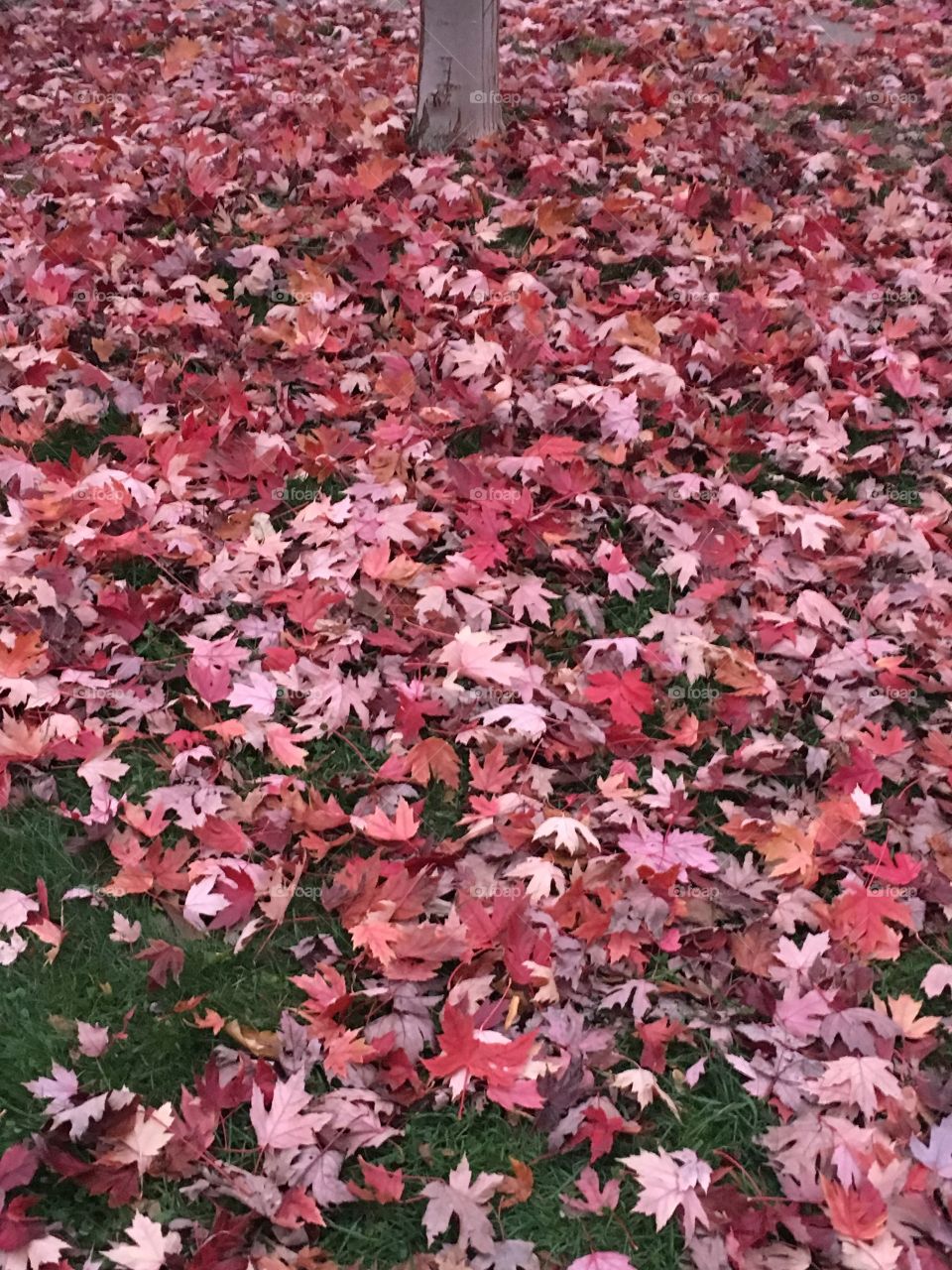Beautiful  bright pink and red leaves fall from the tree. This autumn has been so unique and the trees are showing us that. 