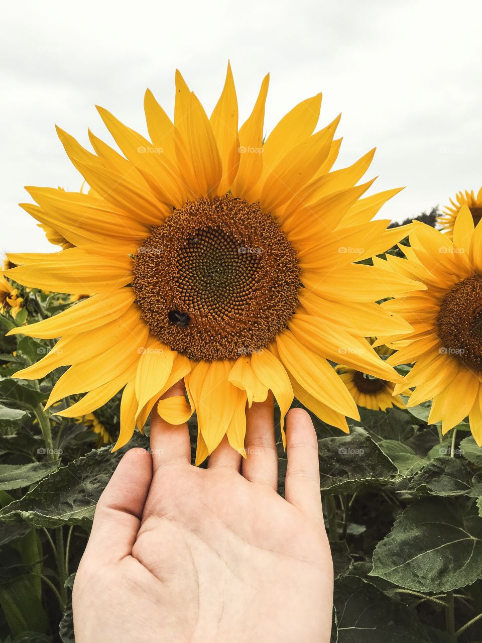 Sunflower, Nature, No Person, Summer, Flower