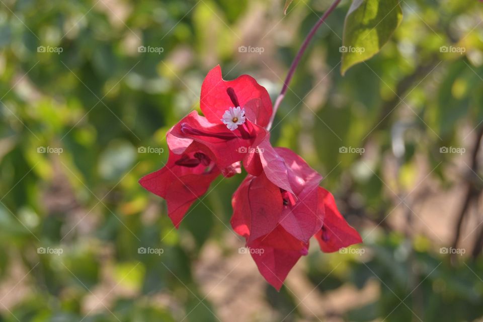 Bouganvelia flowers.