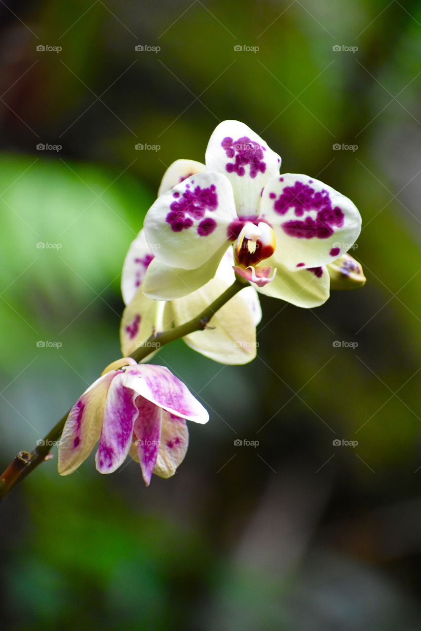 Orchid with beautiful purple spots