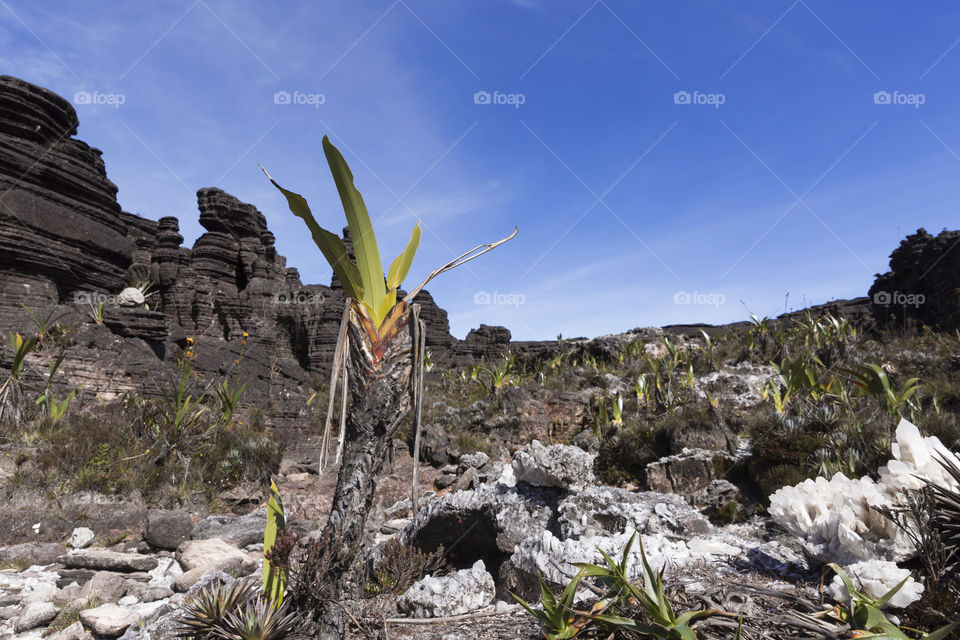 Crystal Valley, Mount Roraima in Canaima National Park in Venezuela.