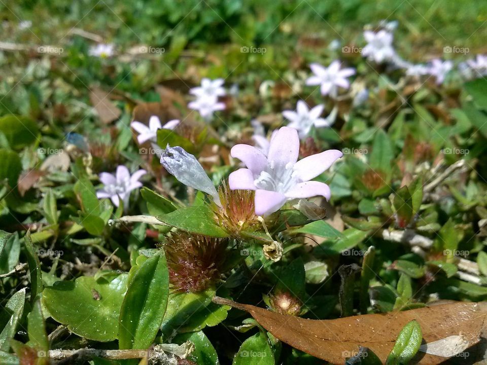 tiny flowers