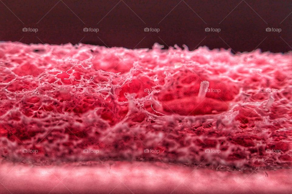 Red sponge