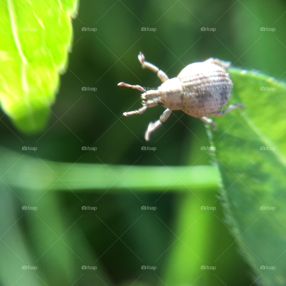 Little beetle reaching for a leaf