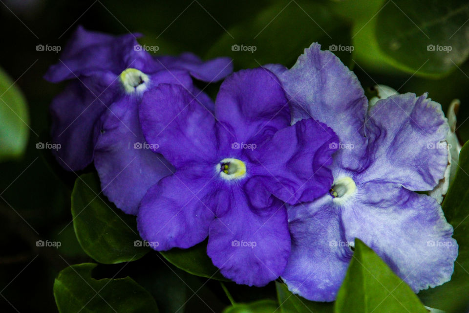 3 purple flowers of a brunfelsia pauciflora