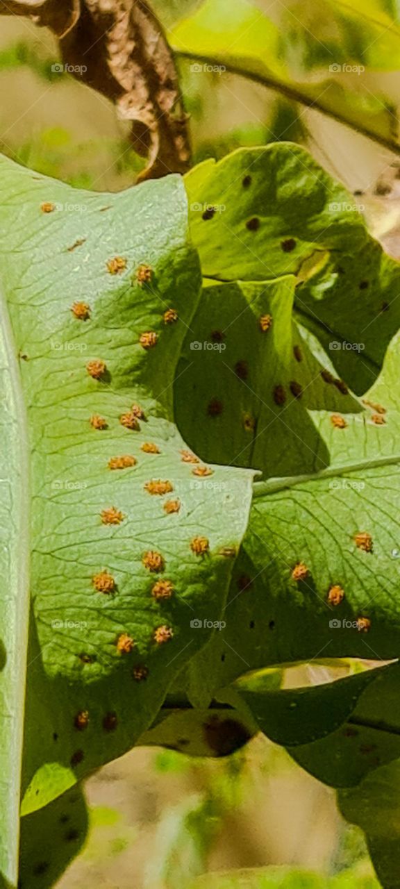 Spores on fern leaves.