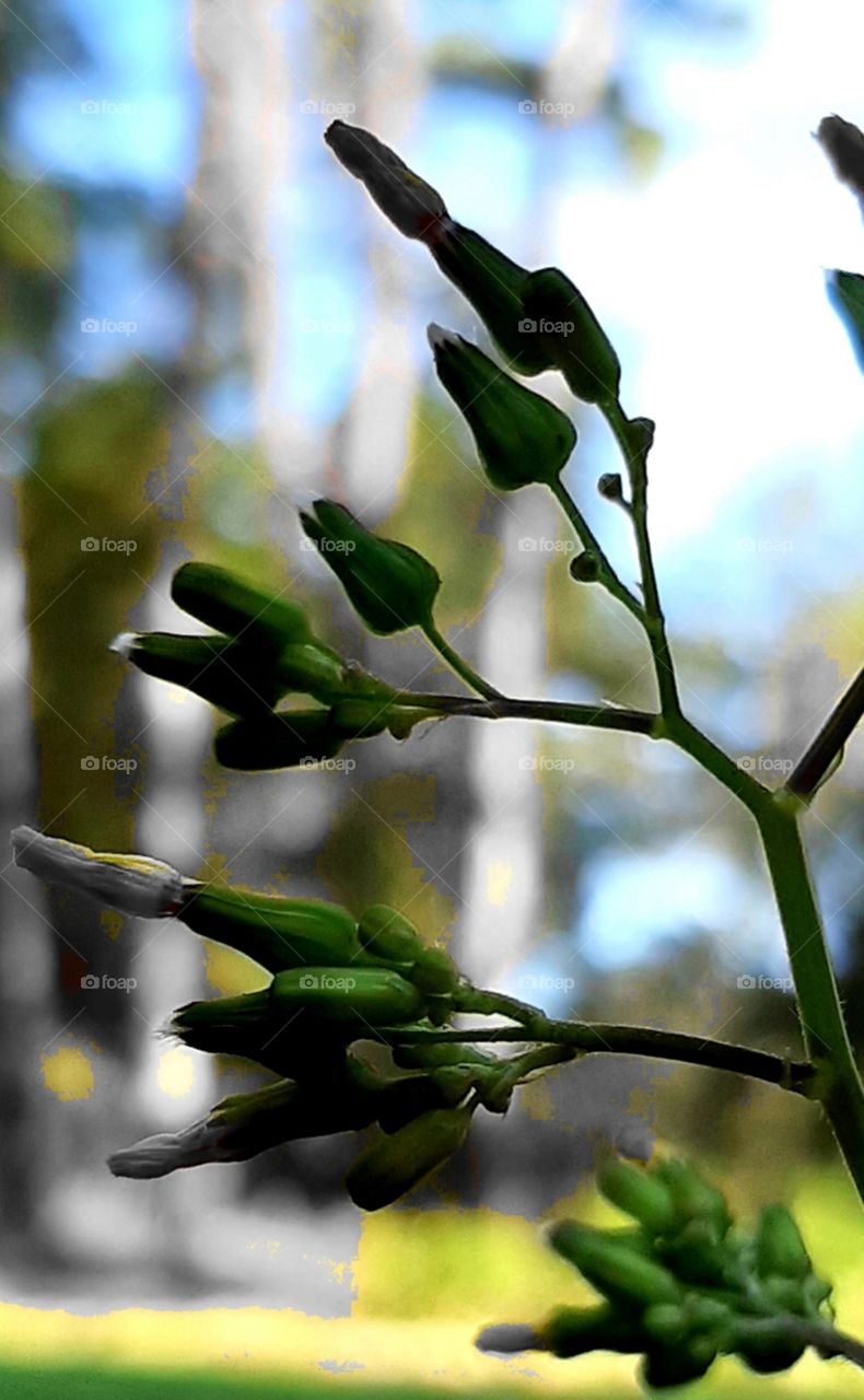 silhouette of wild flower in the morning