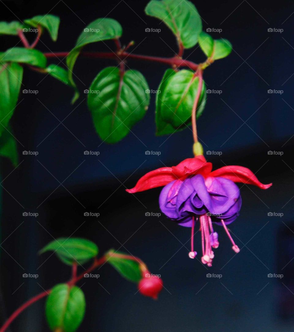 A red and purple flower in the garden