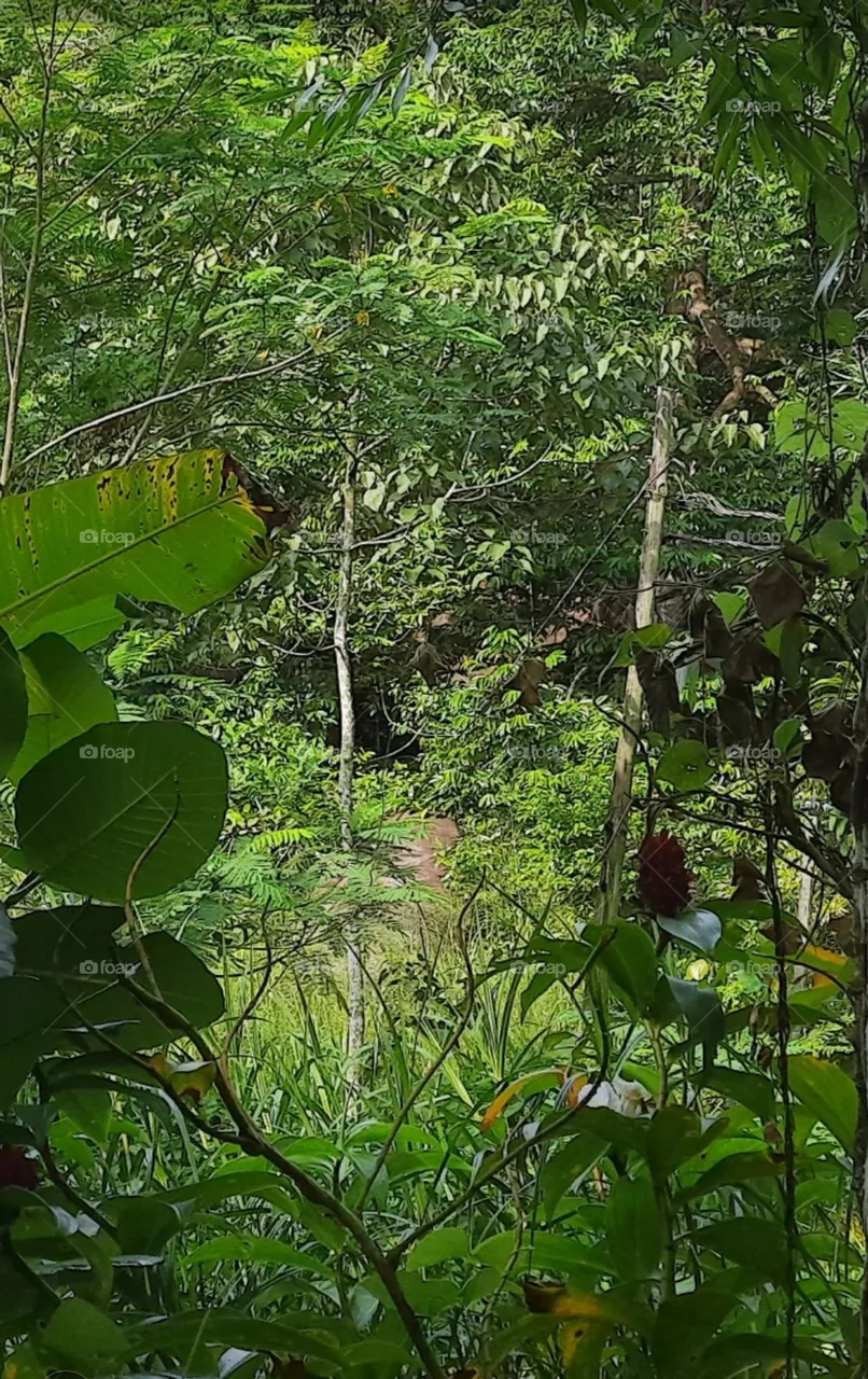 natural environment