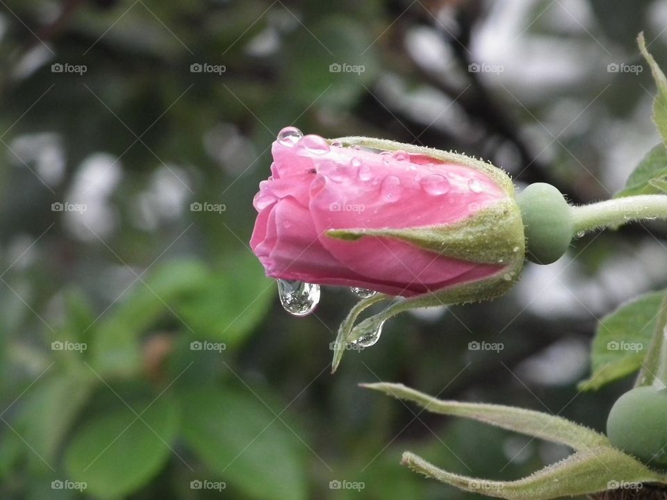 Rose after the rain