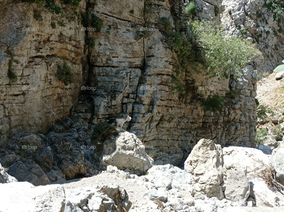 the goats in the mountains