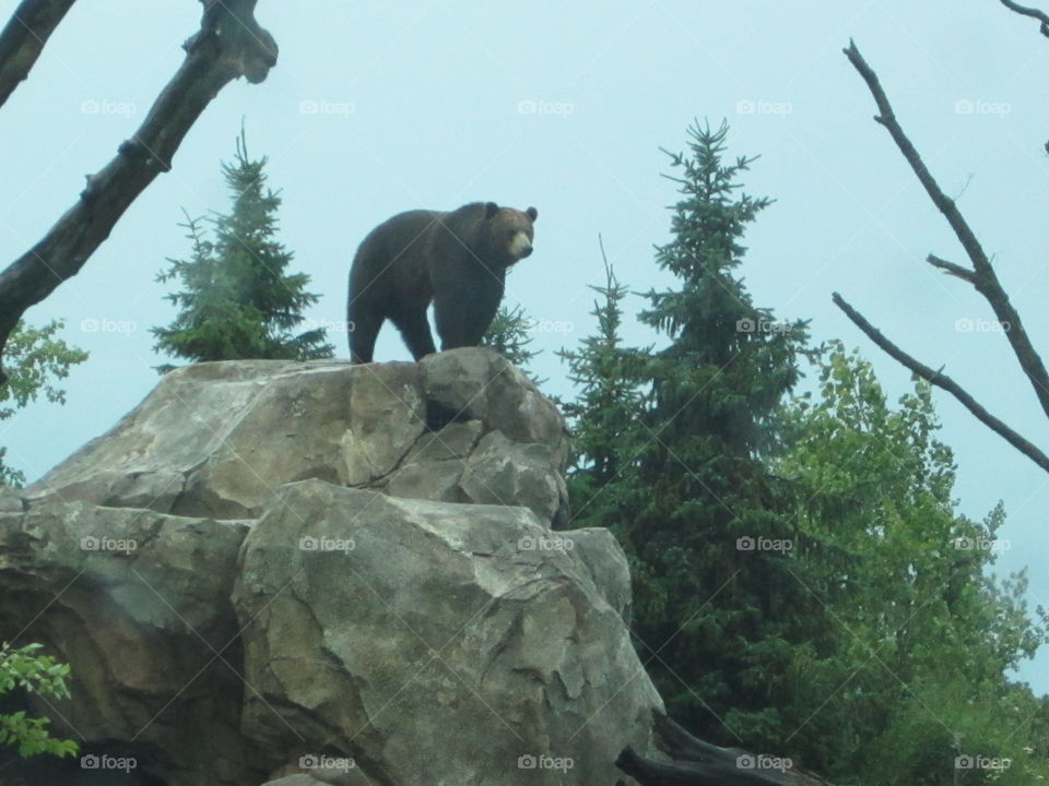 Brown Bear Sentinel
