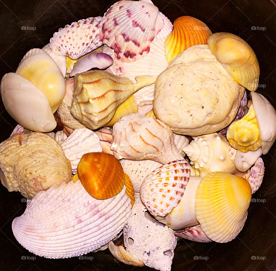 Shells