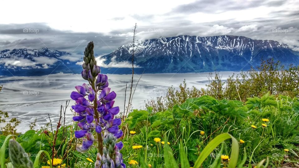 Mountainside wildflowers…
