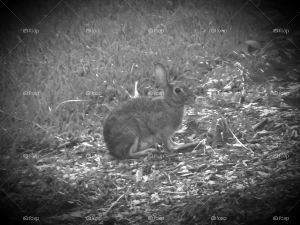 cottontail rabbit grayscale