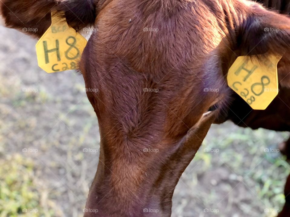Closeup cow with yellow ear tags