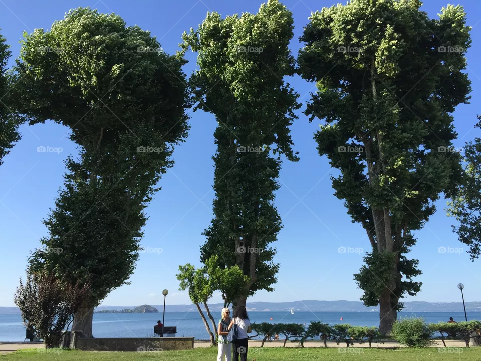 Trees