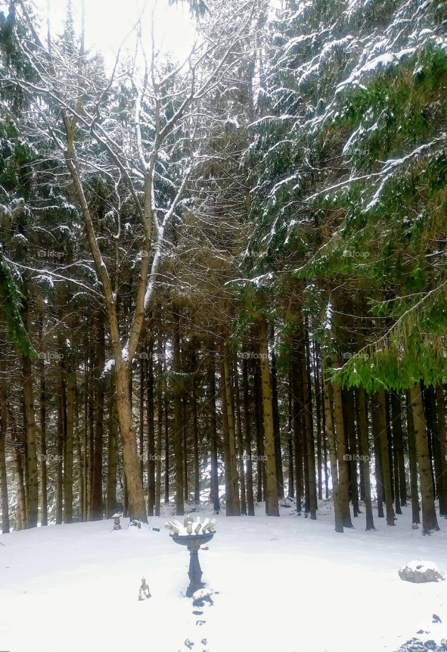 Newly fallen snow on the pines