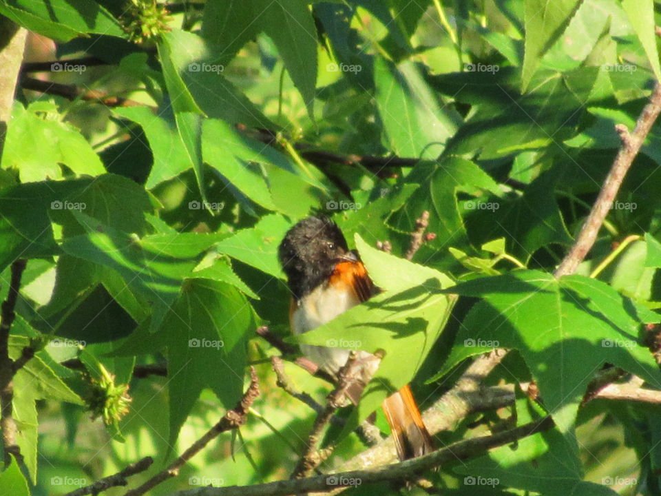 Nature, Bird, Outdoors, Leaf, No Person