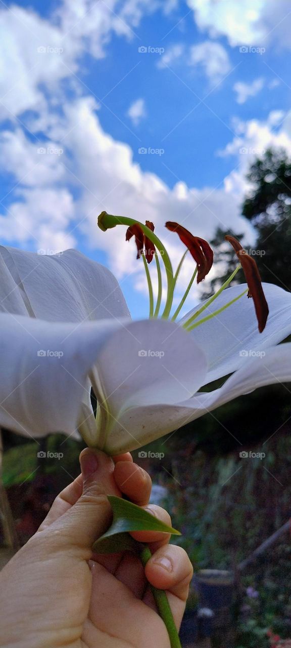 magnificent white lily