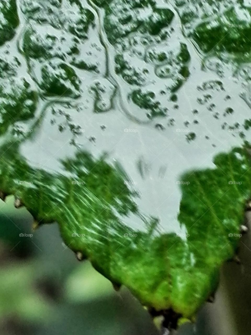 Rain drops on a leaf