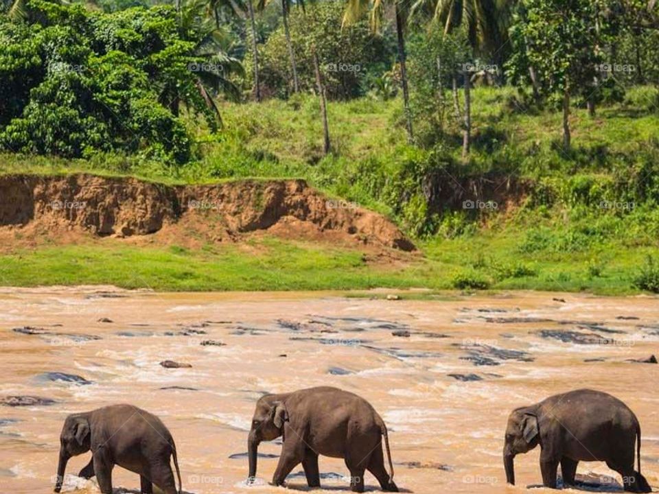 Pinnawala , Sri Lanka ❤️