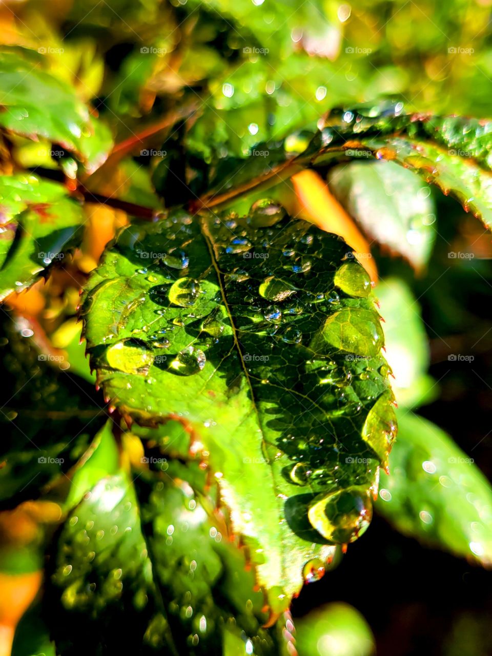 rain drops on rose leaves