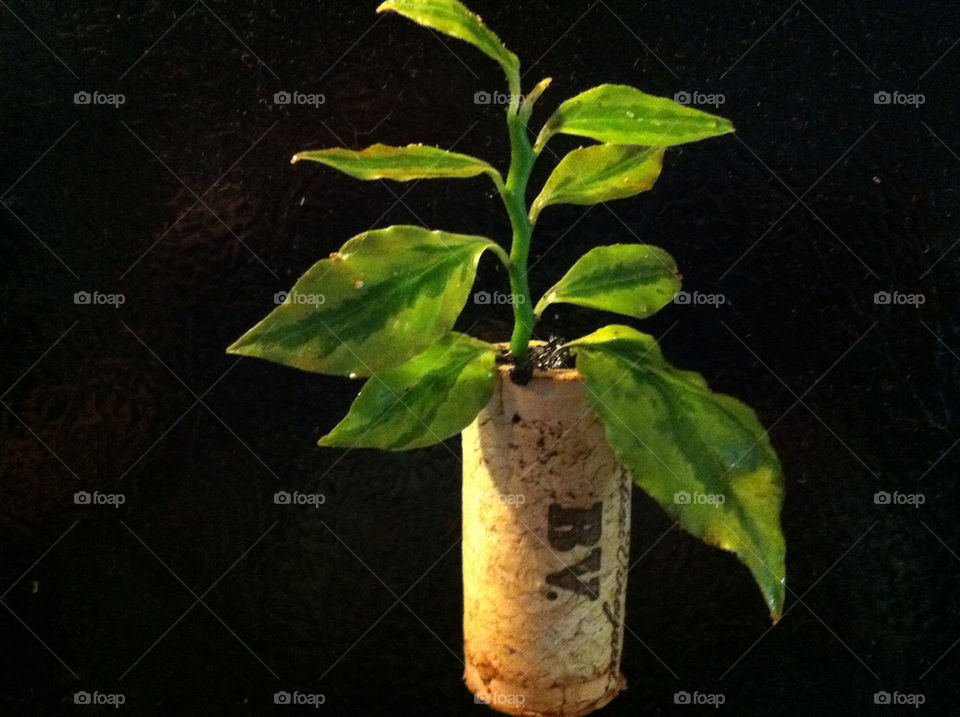 Cork planter