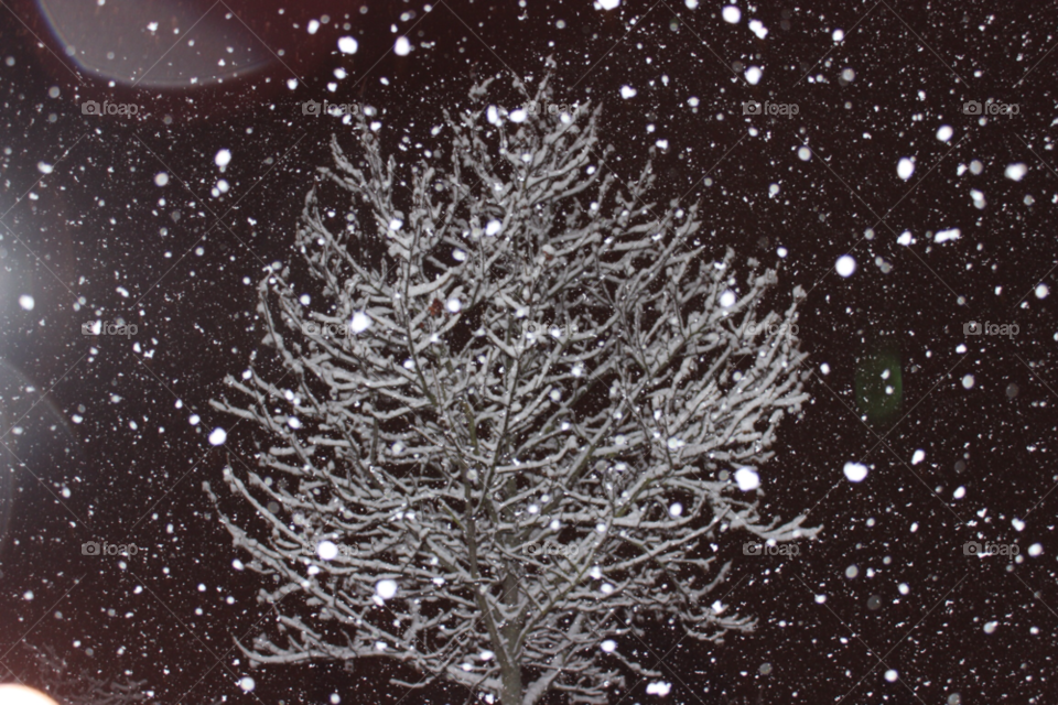 nature tree snow winter by Elina