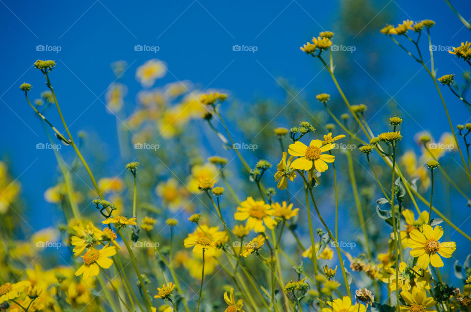 Yellow wildflowers Desert brittle bush 