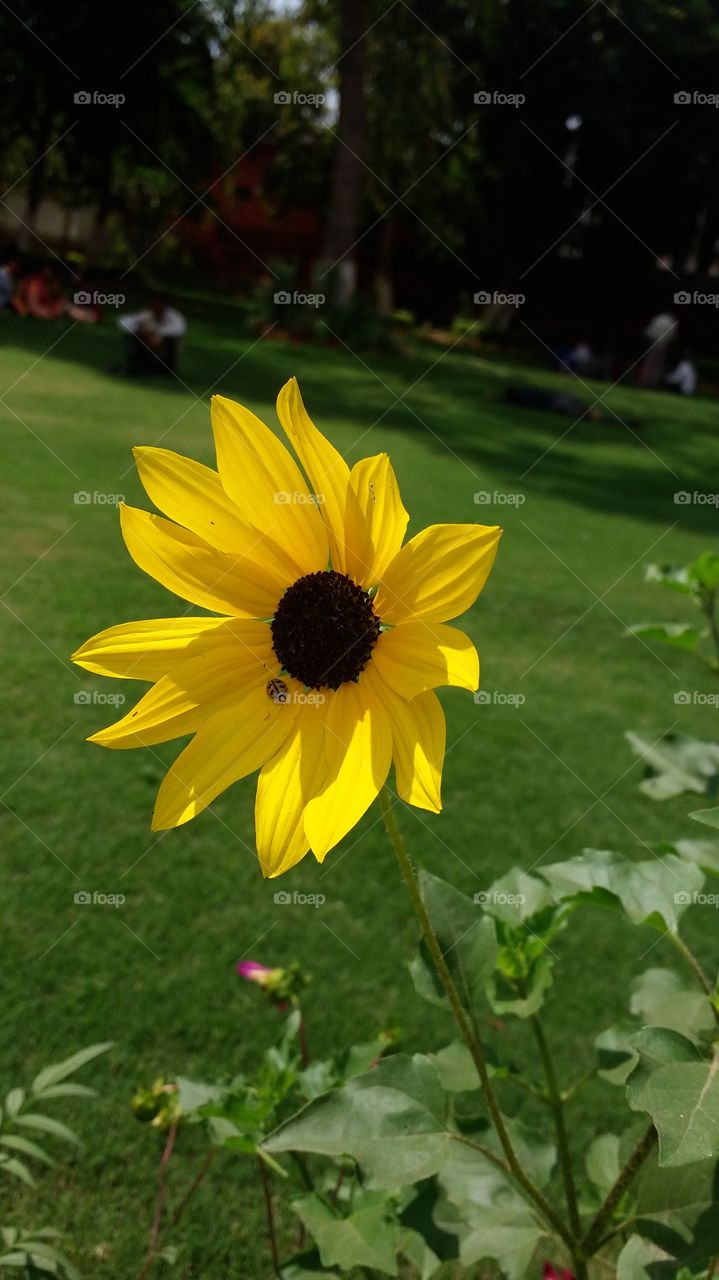 sun flower
