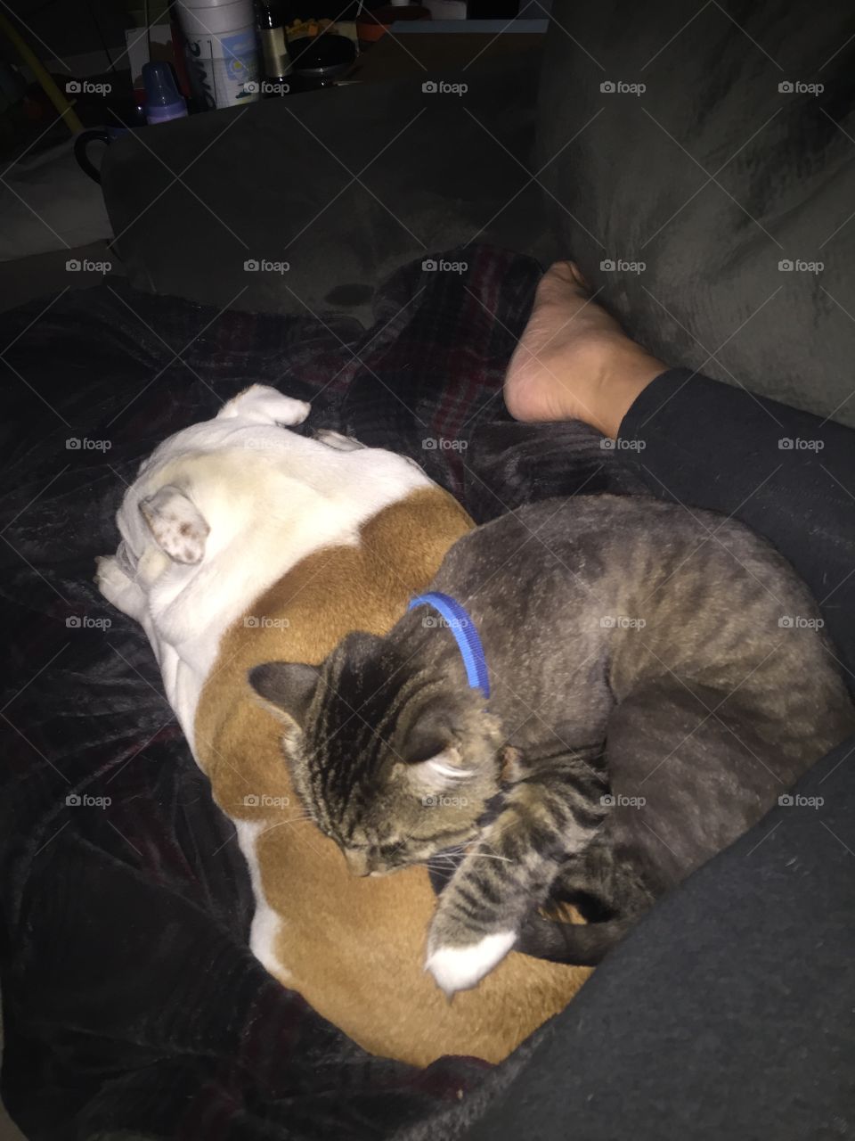 Cat/dog naps