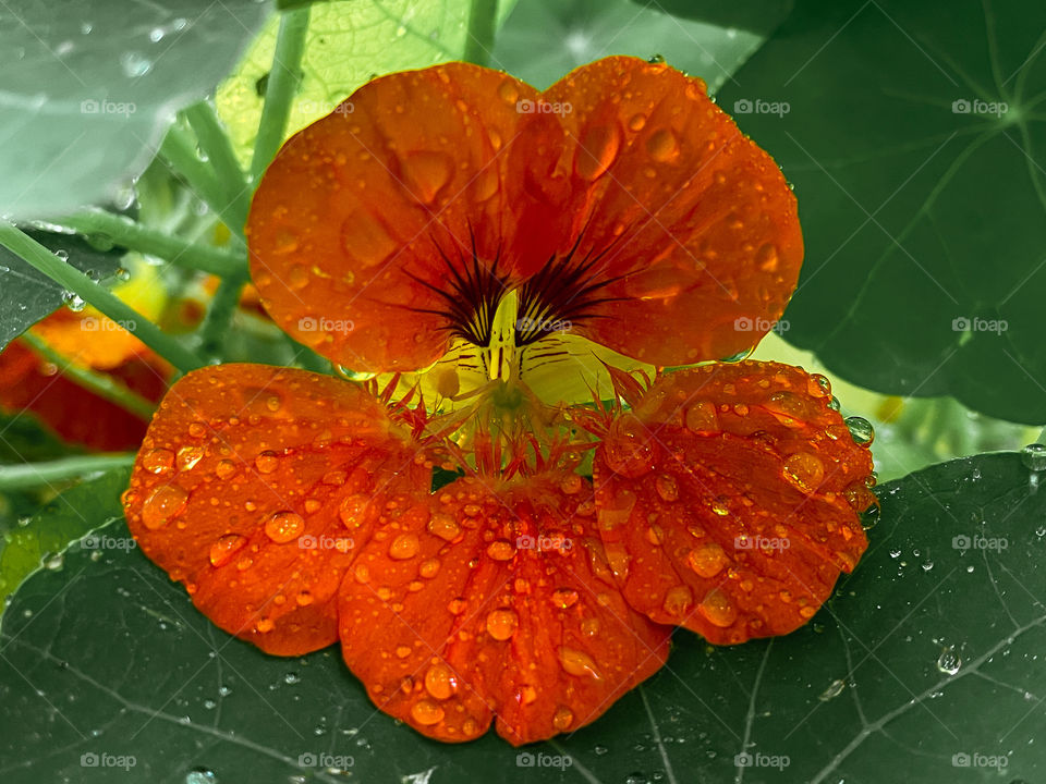 Flower Orange waterdrops water wet mother nature outdoors leafs petals water droplets rainwater Rainfall raindrops rain droplets