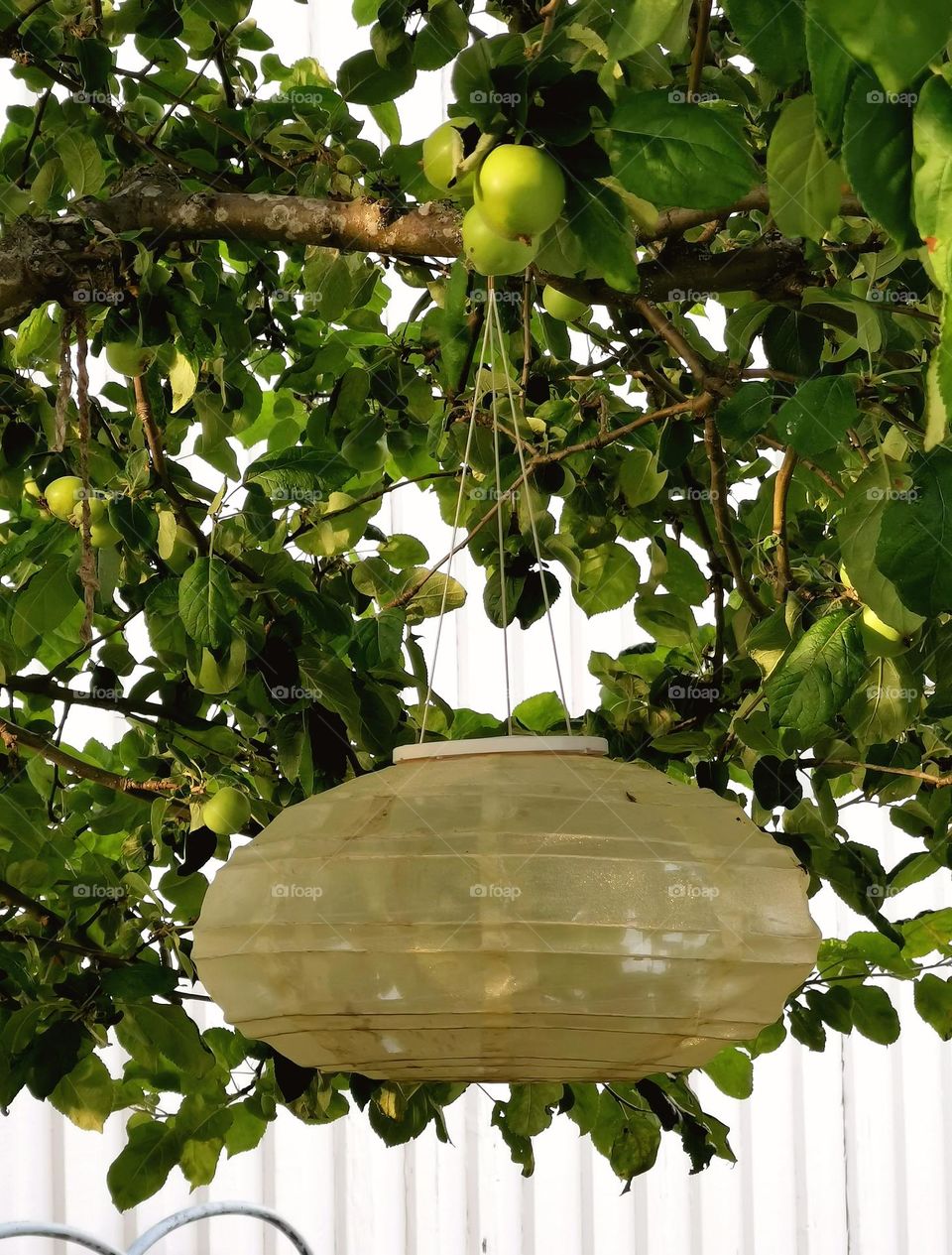 Apple tree with lantern