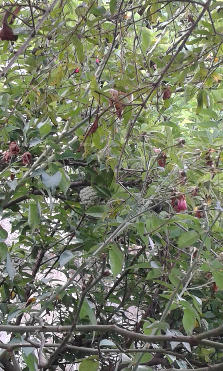 Tree, Branch, Leaf, Nature, Flora