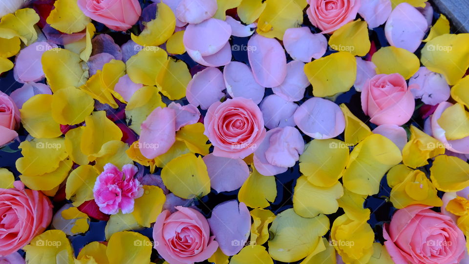 Flower arrangement